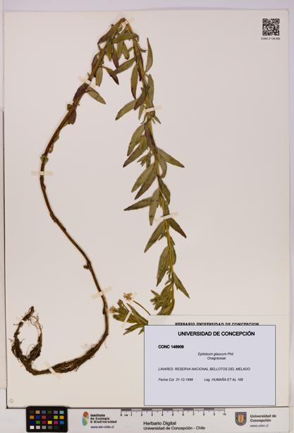 Epilobium glaucum [Espécimen: UDEC:CONC:0148909]