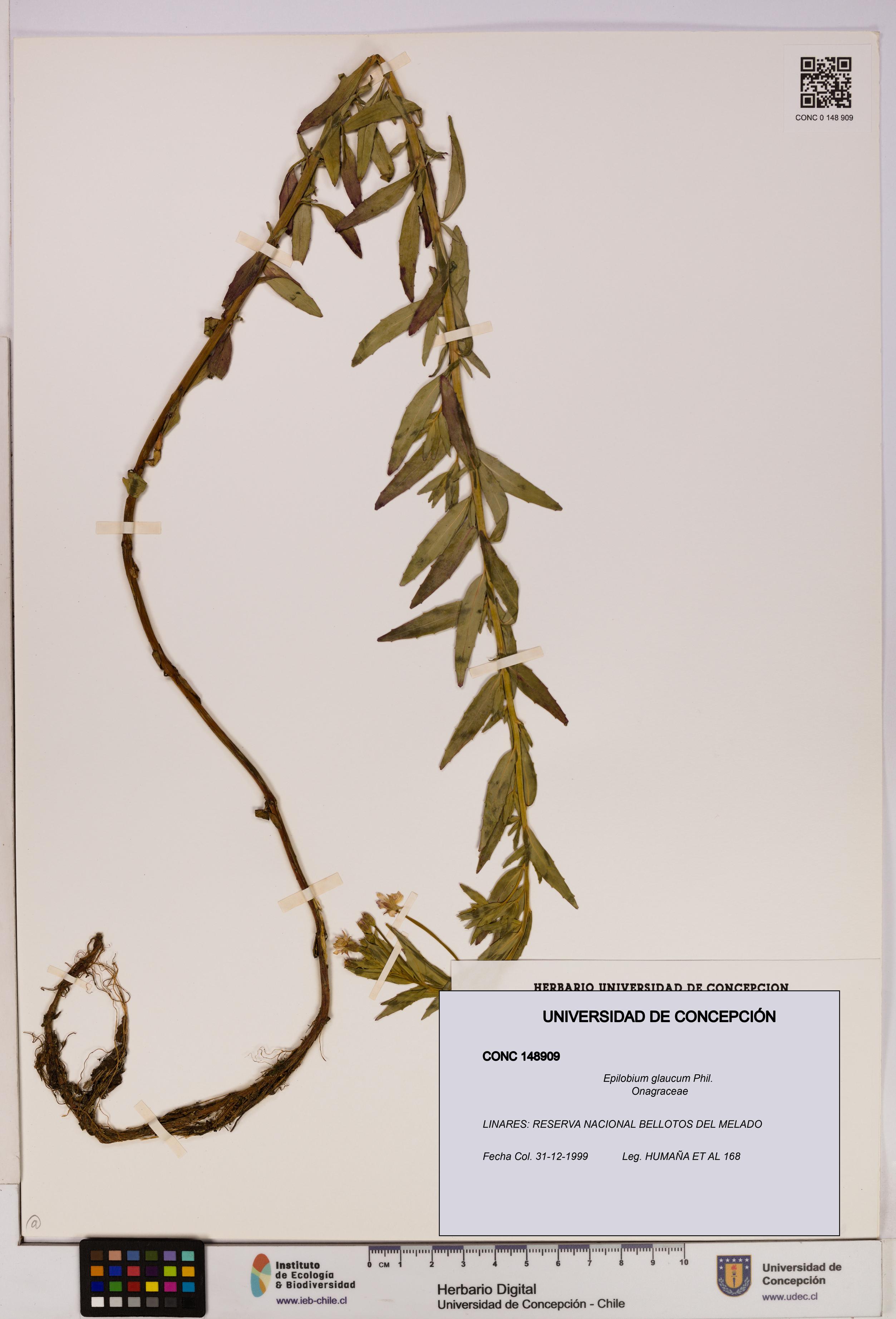 Epilobium glaucum [Espécimen: UDEC:CONC:0148909]