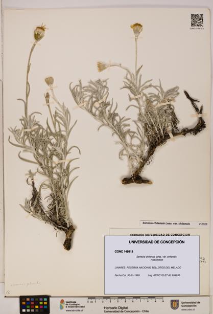 Senecio chilensis var. chilensis [Espécimen: UDEC:CONC:0148913]