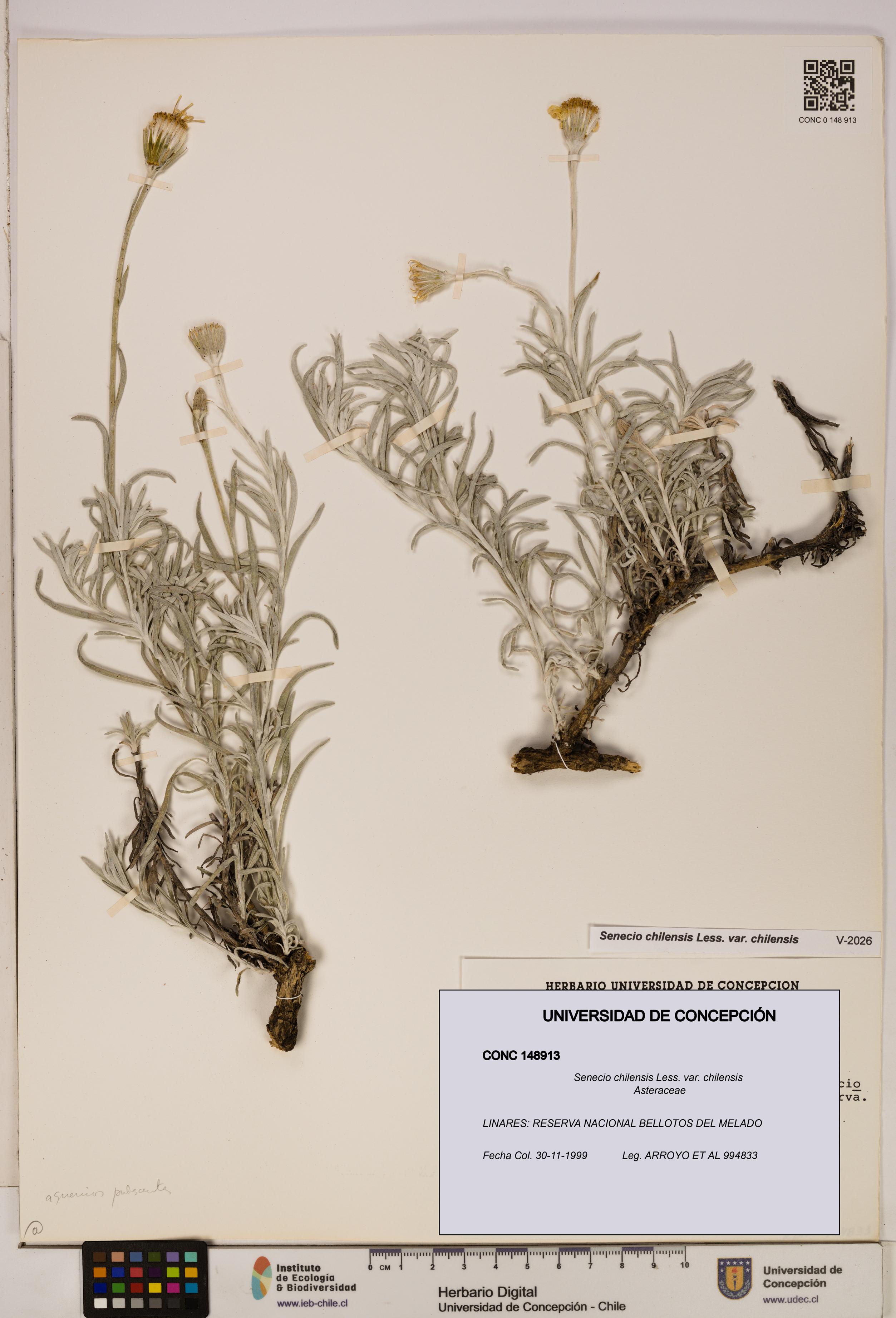 Senecio chilensis var. chilensis [Espécimen: UDEC:CONC:0148913]