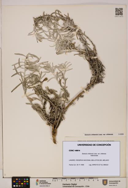 Senecio chilensis var. chilensis [Espécimen: UDEC:CONC:0148914]