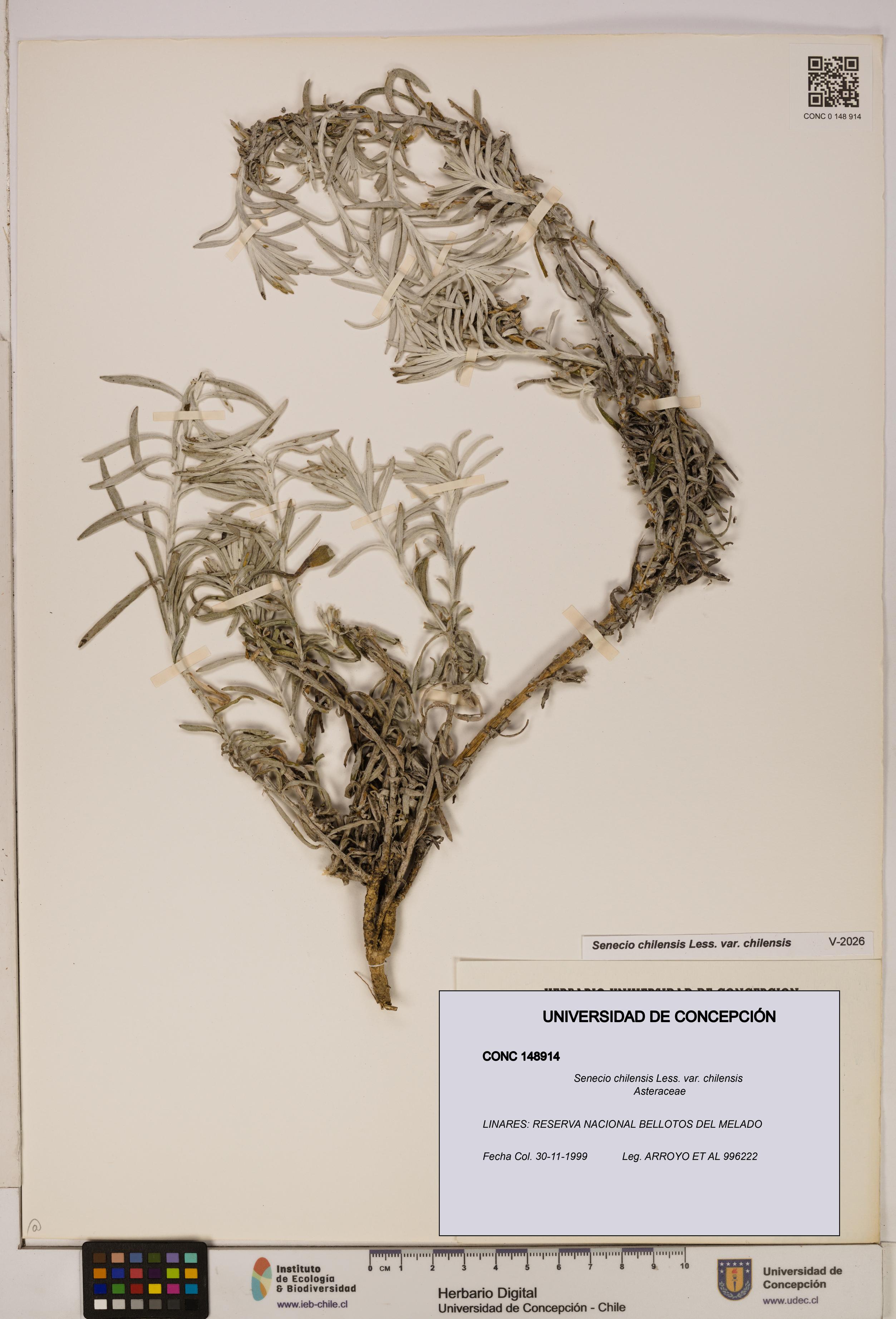Senecio chilensis var. chilensis [Espécimen: UDEC:CONC:0148914]