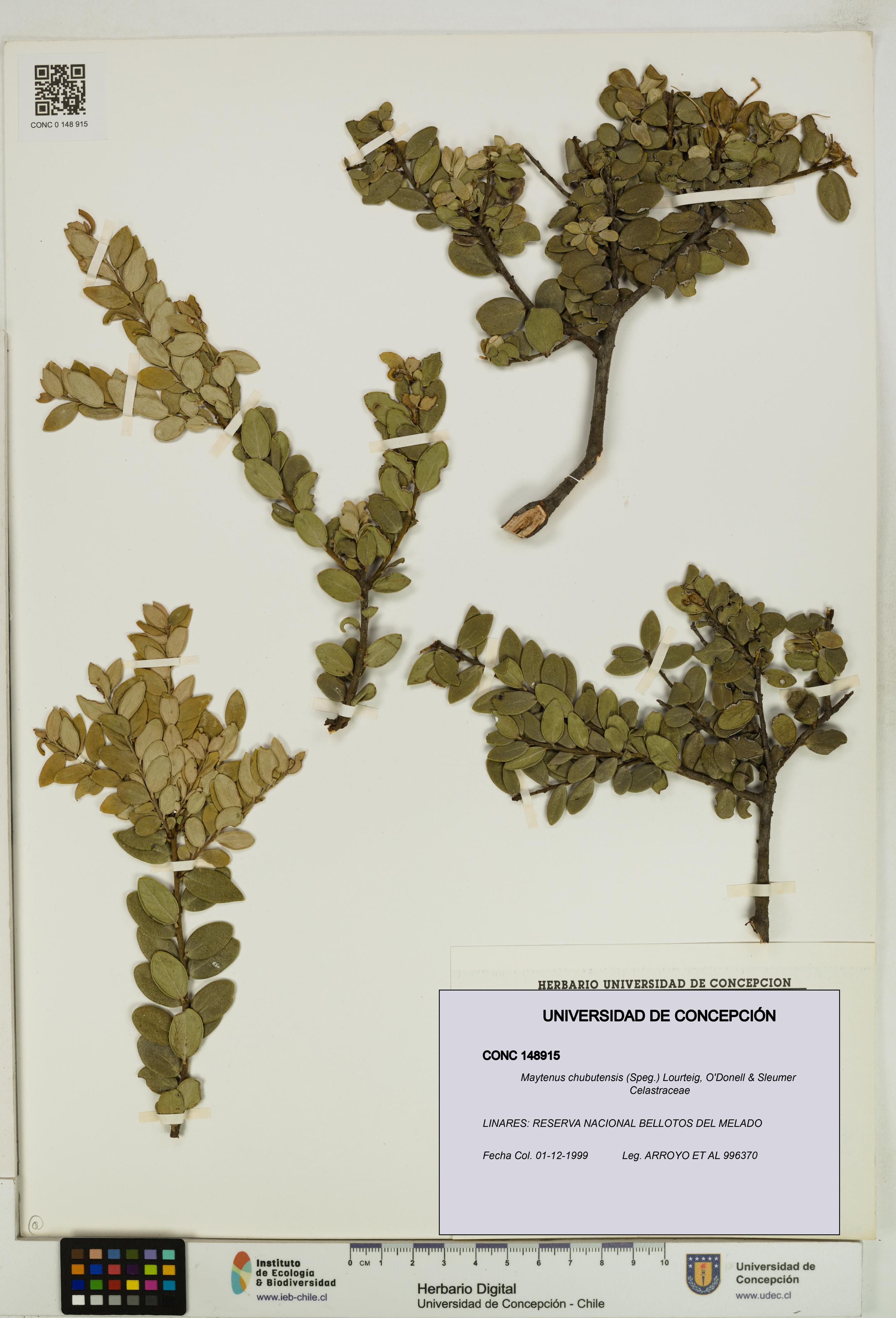 Maytenus chubutensis [Espécimen: UDEC:CONC:0148915]