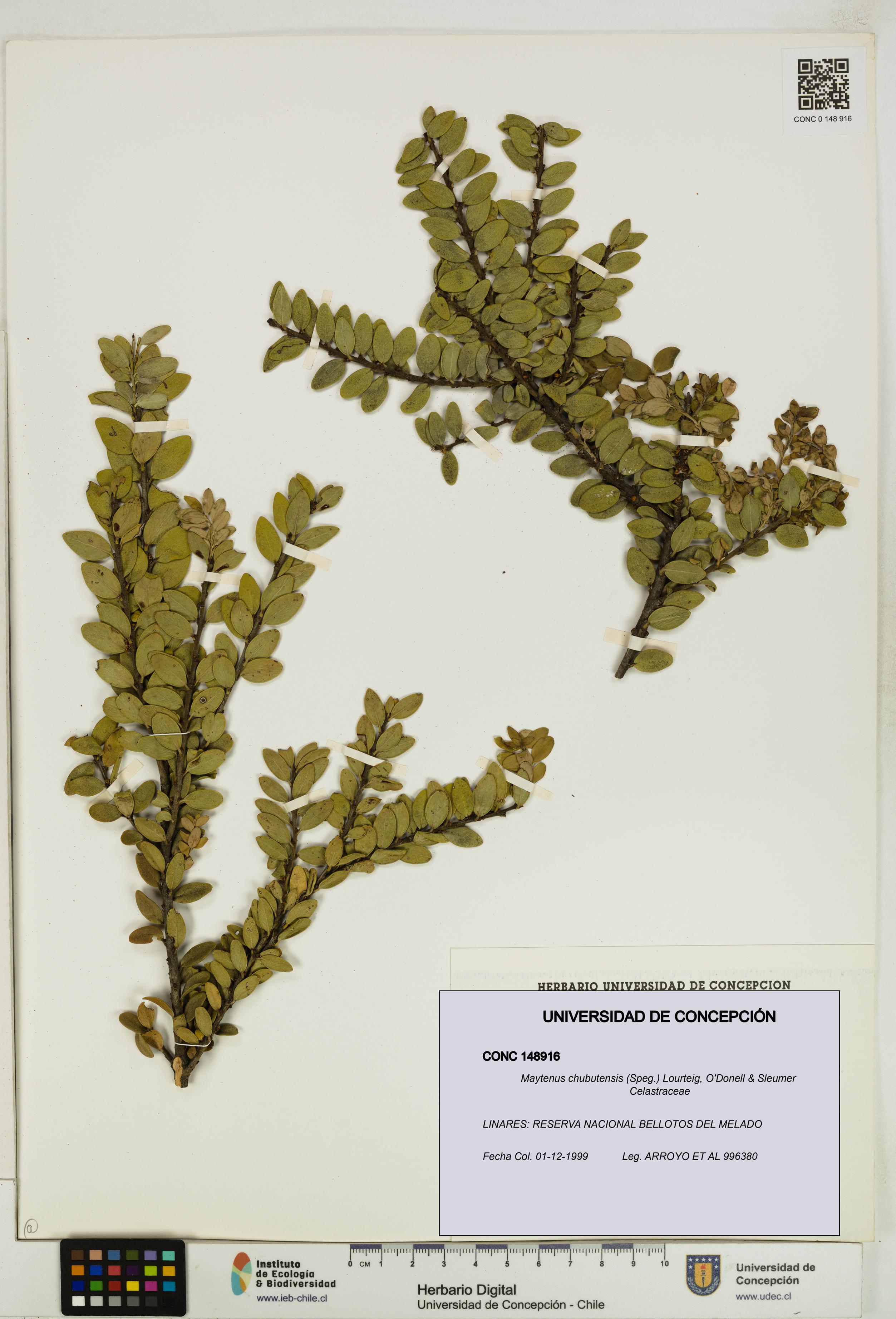 Maytenus chubutensis [Espécimen: UDEC:CONC:0148916]