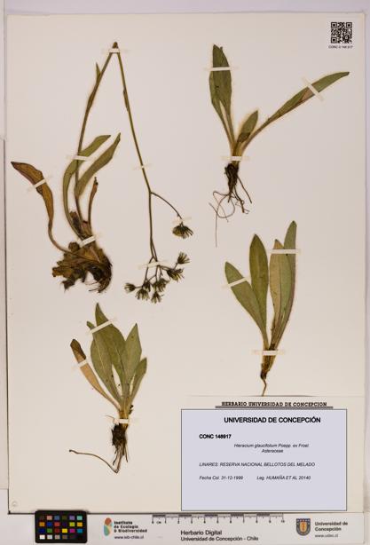 Hieracium glaucifolium [Espécimen: UDEC:CONC:0148917]