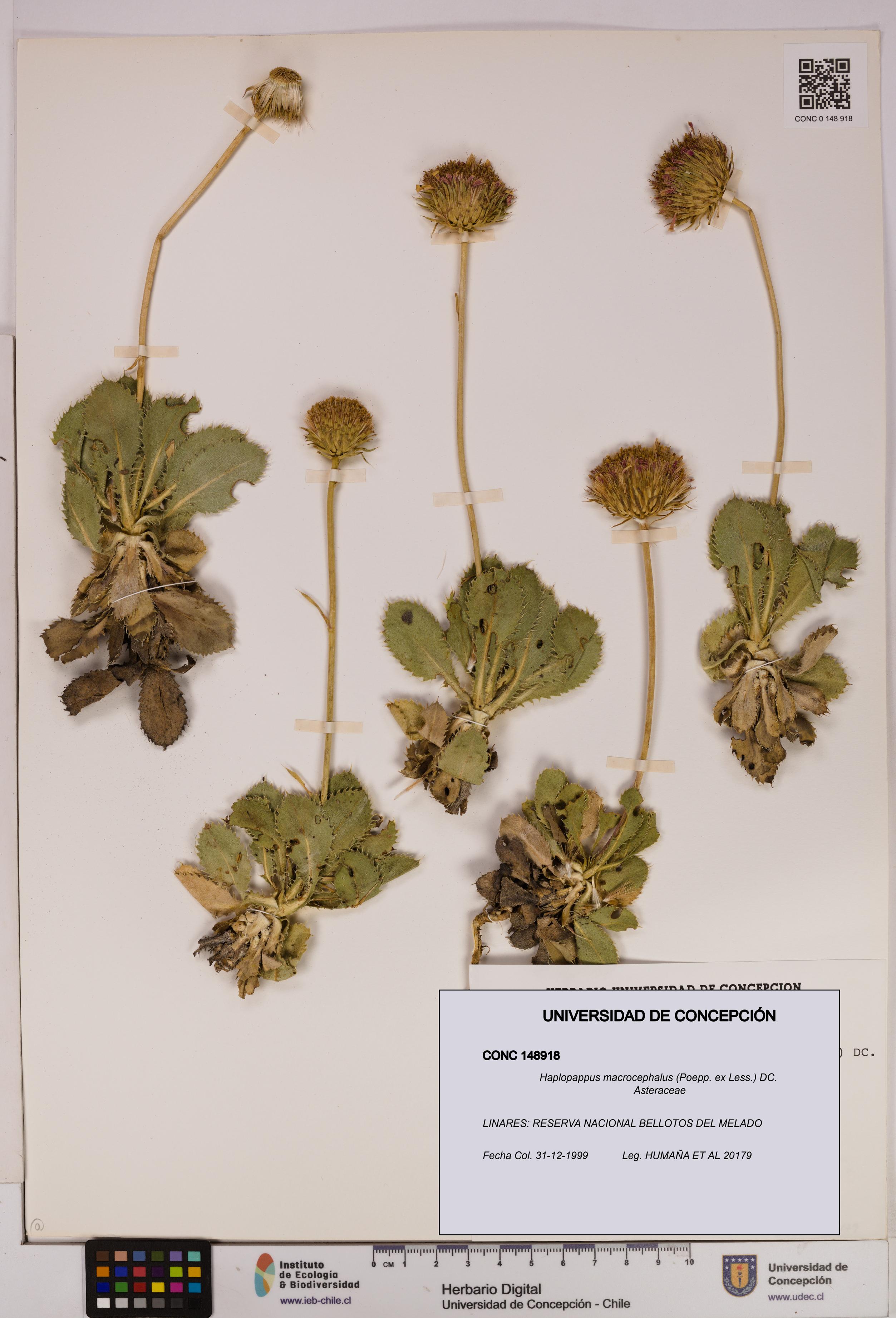 Haplopappus macrocephalus [Espécimen: UDEC:CONC:0148918]