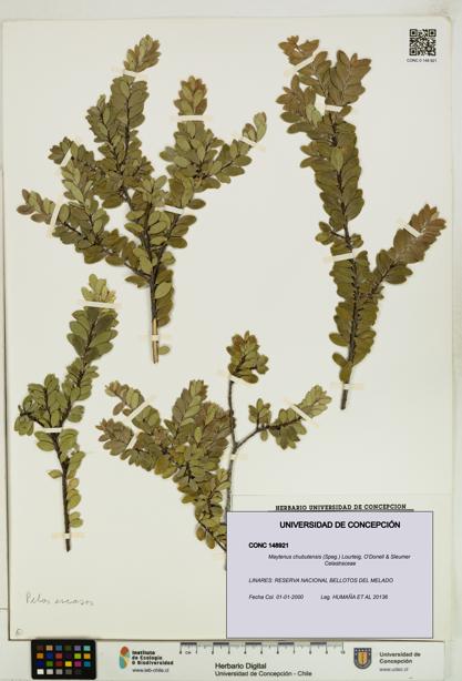 Maytenus chubutensis [Espécimen: UDEC:CONC:0148921]