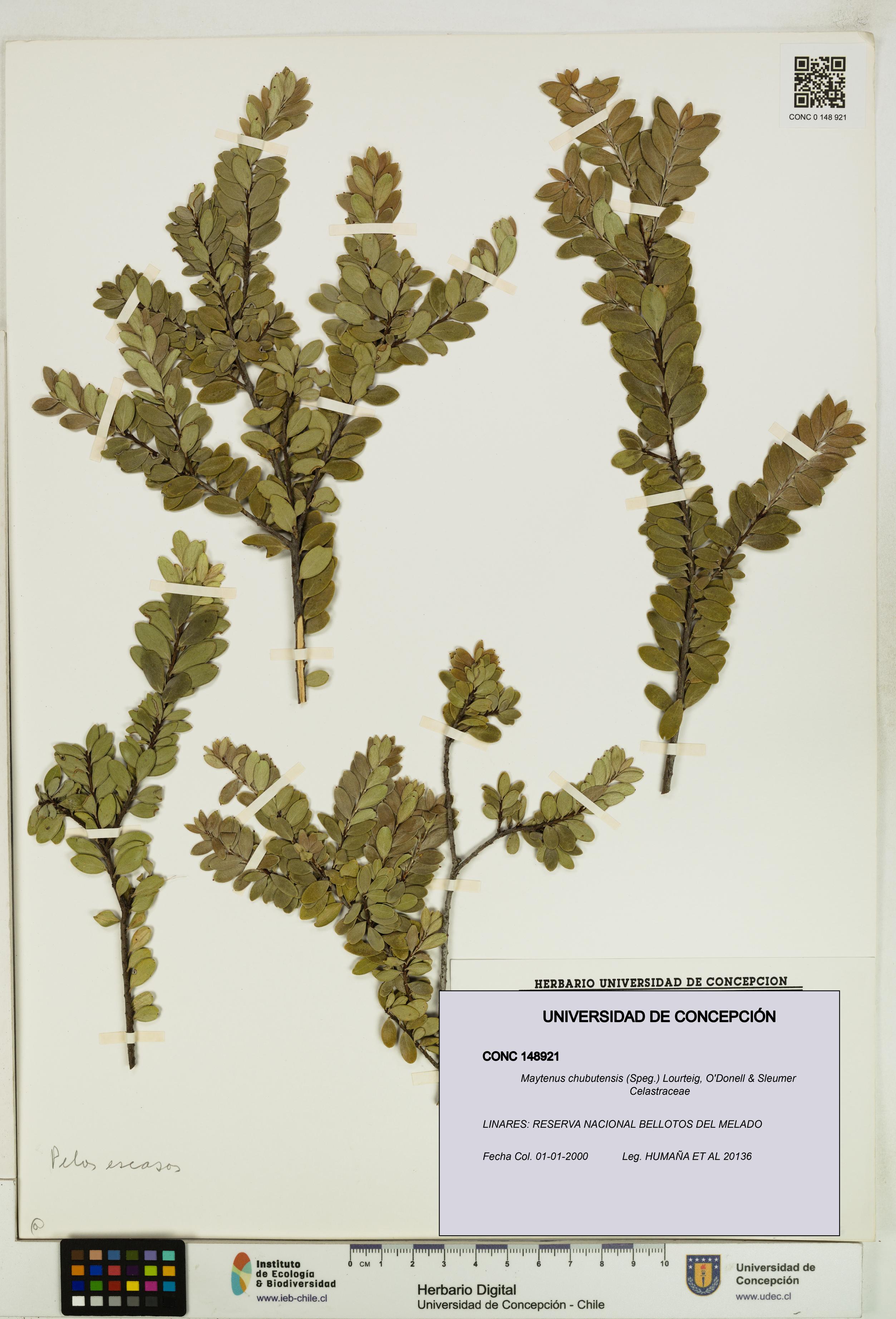 Maytenus chubutensis [Espécimen: UDEC:CONC:0148921]