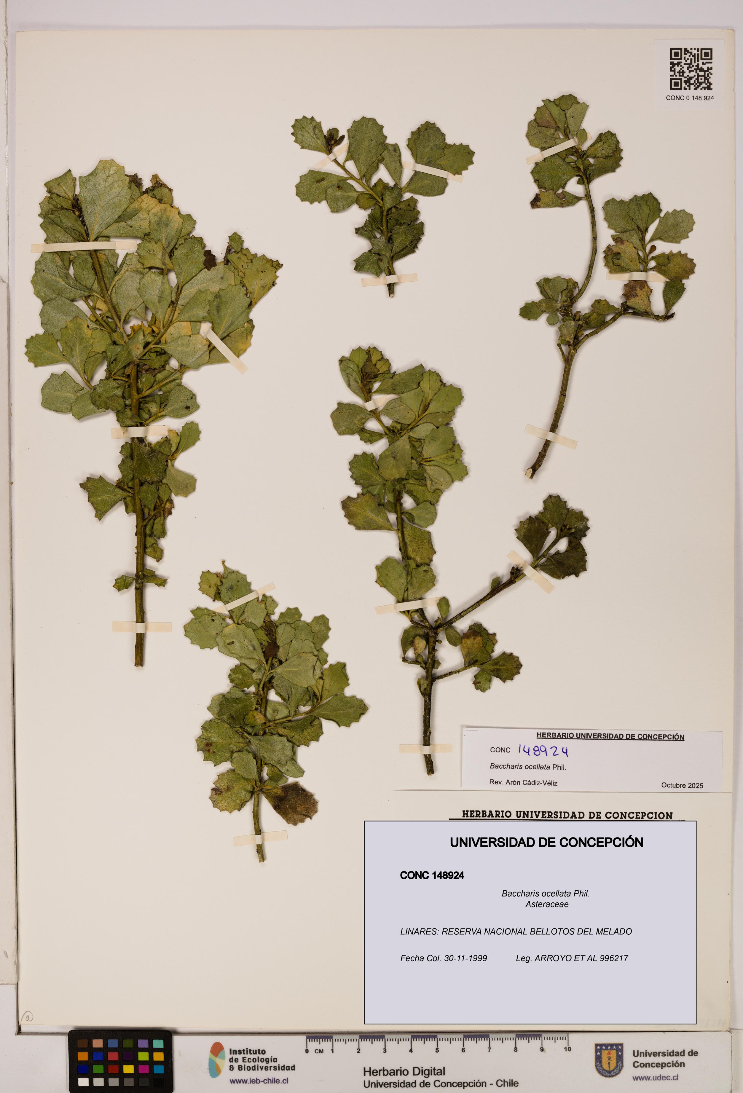 Baccharis ocellata [Espécimen: UDEC:CONC:0148924]