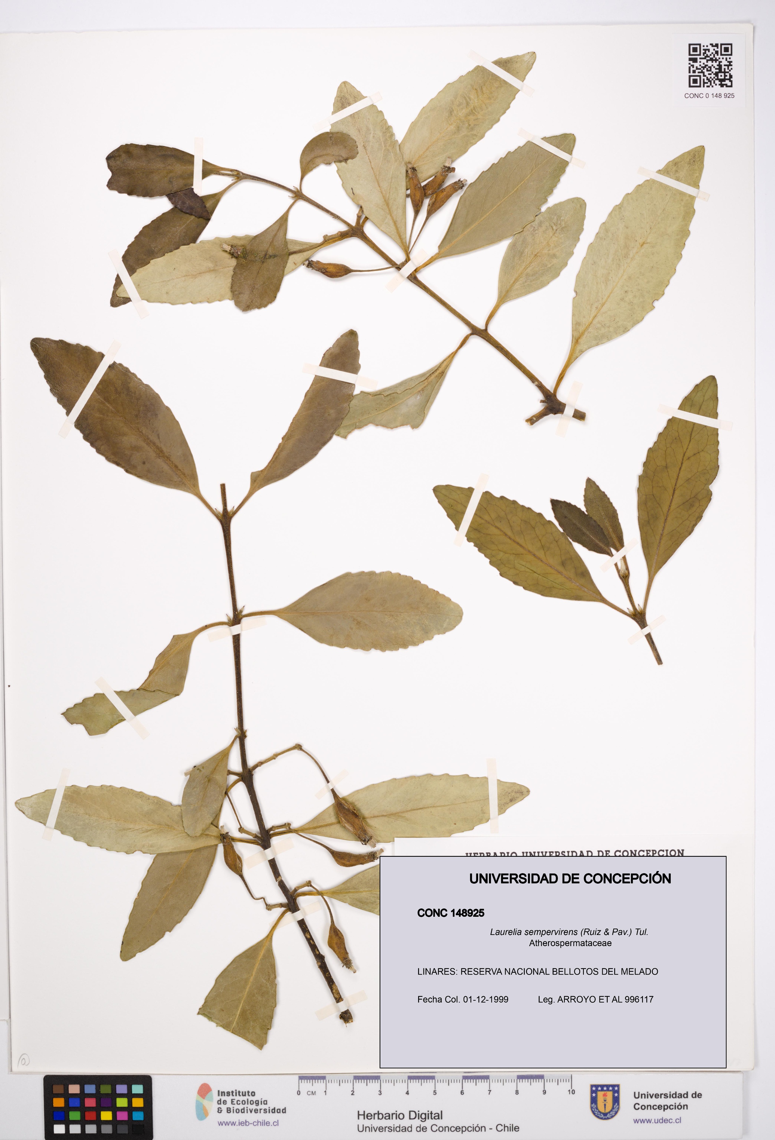 Laurelia sempervirens [Espécimen: UDEC:CONC:0148925]
