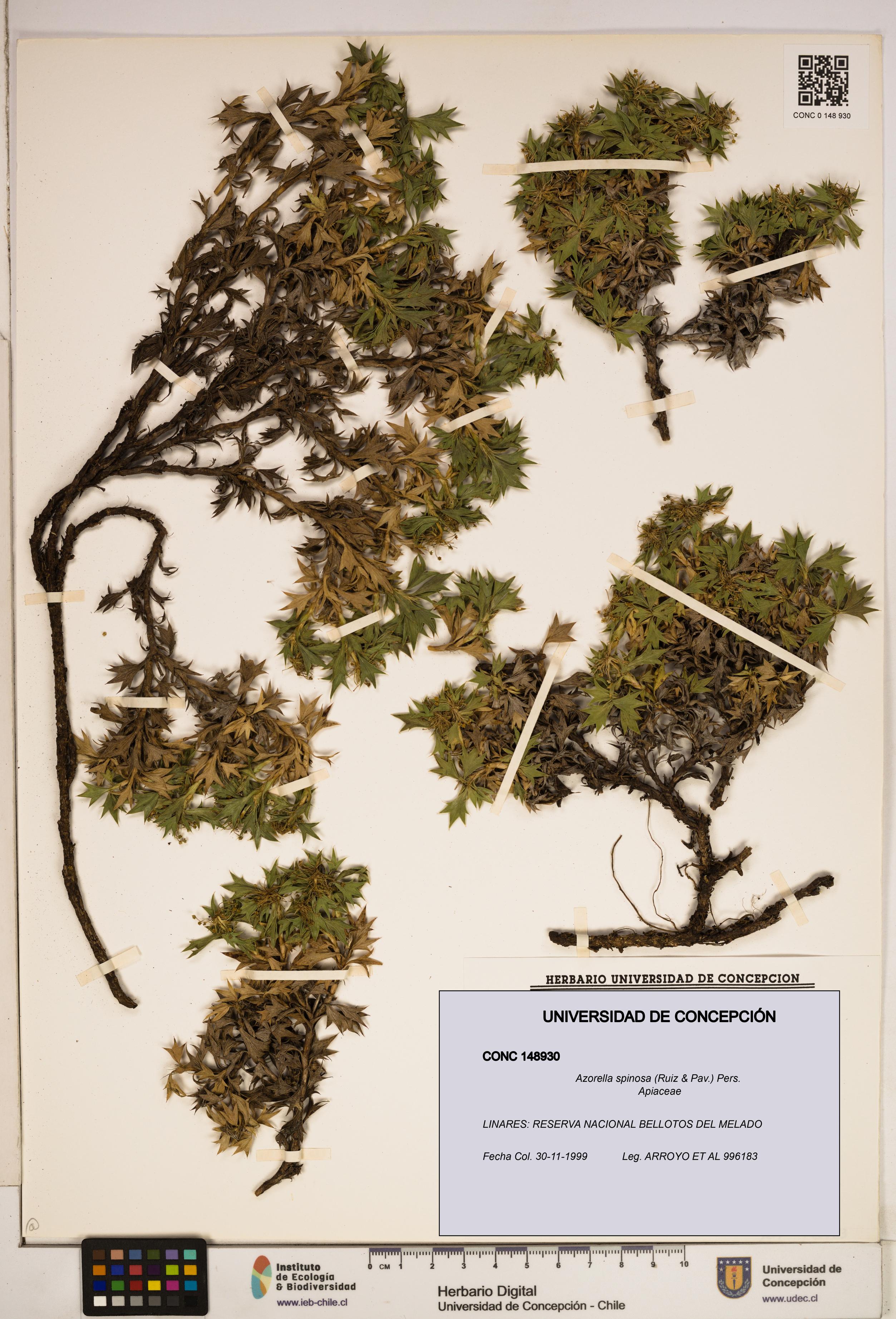 Azorella spinosa [Espécimen: ]