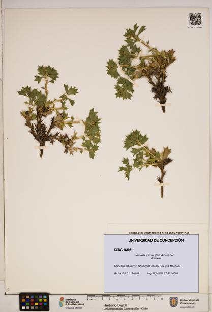 Azorella spinosa [Espécimen: ]
