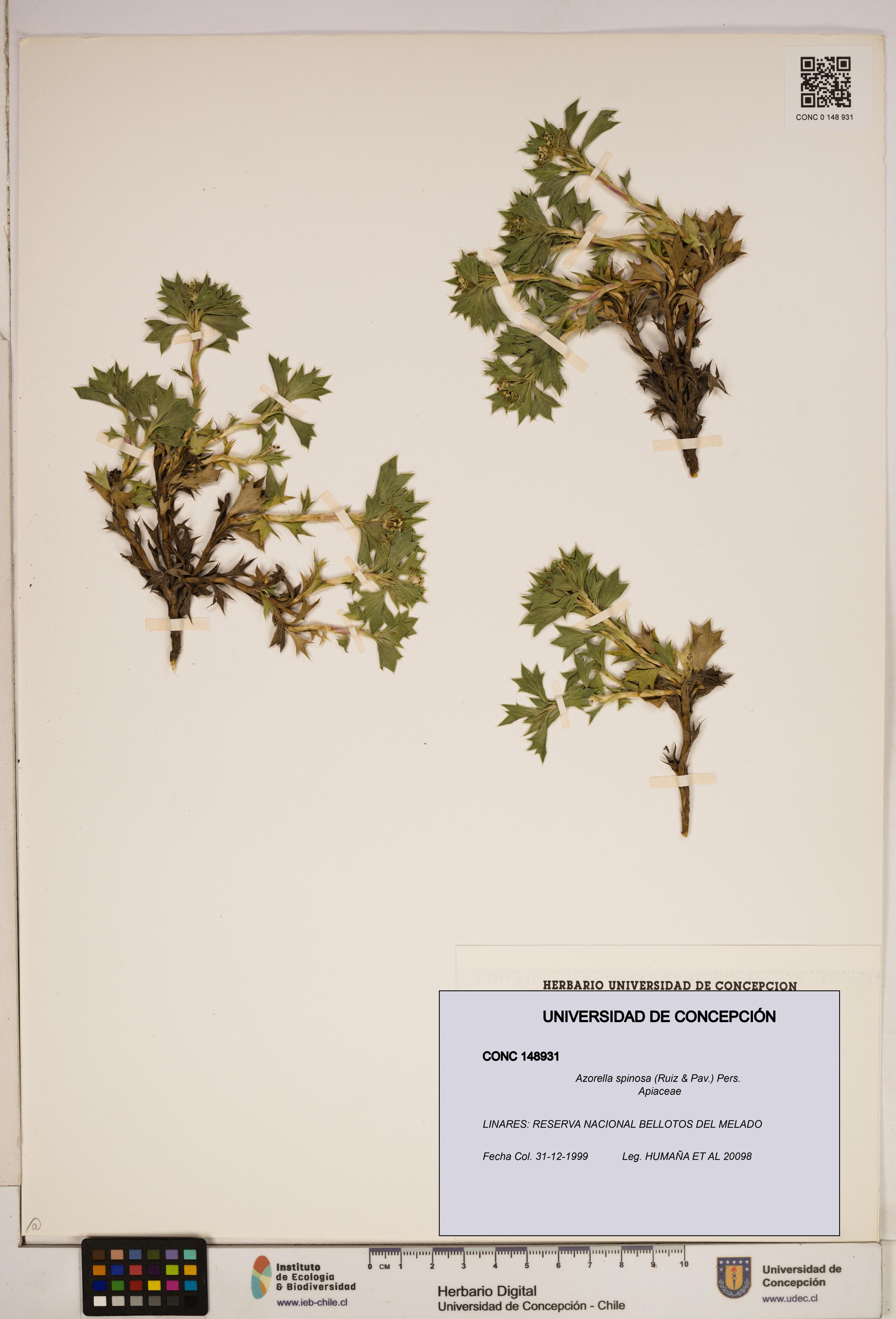 Azorella spinosa [Espécimen: ]