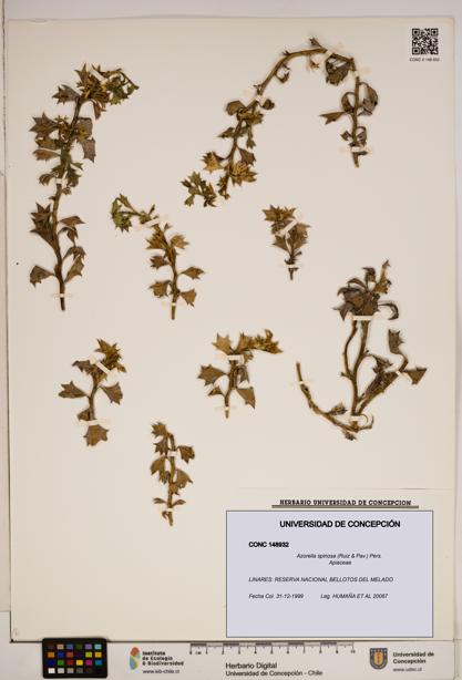 Azorella spinosa [Espécimen: ]