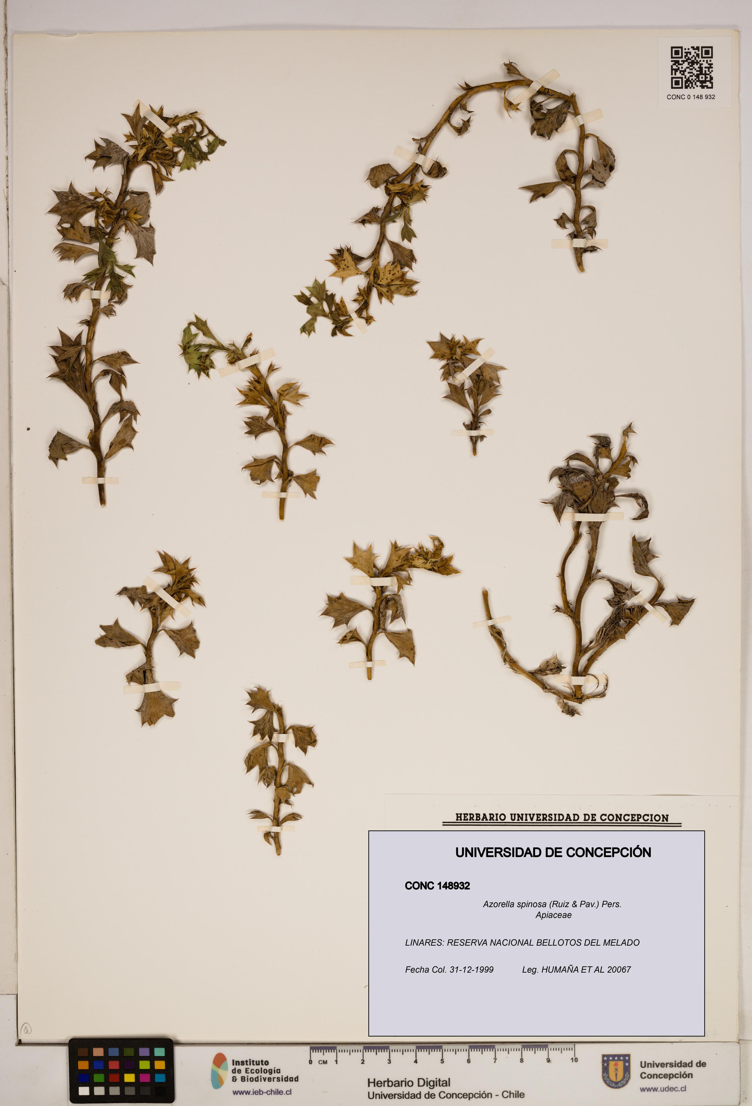 Azorella spinosa [Espécimen: ]