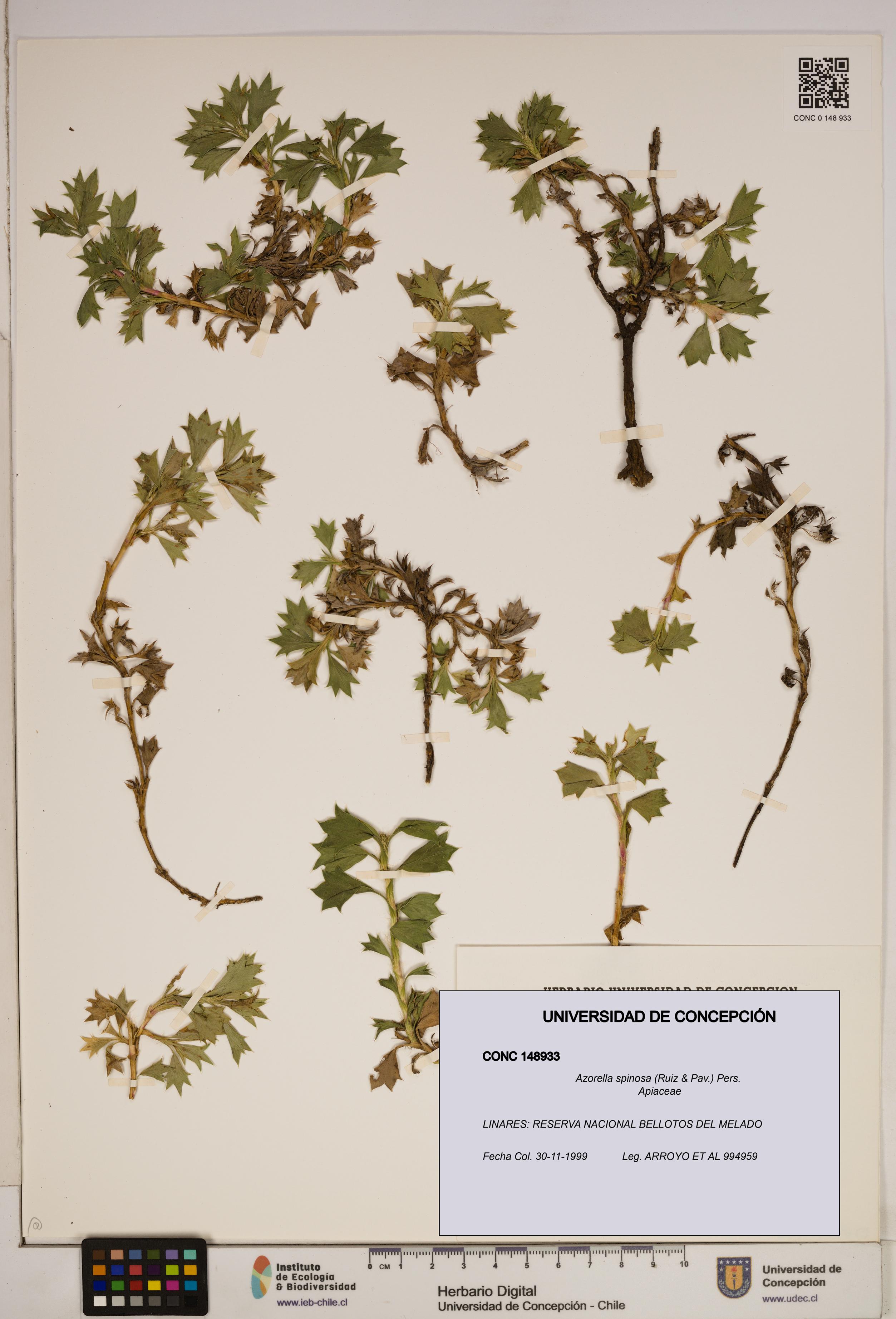 Azorella spinosa [Espécimen: ]