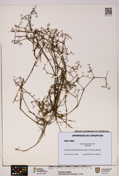 Galium trichocarpum [Espécimen: UDEC:CONC:0148934]