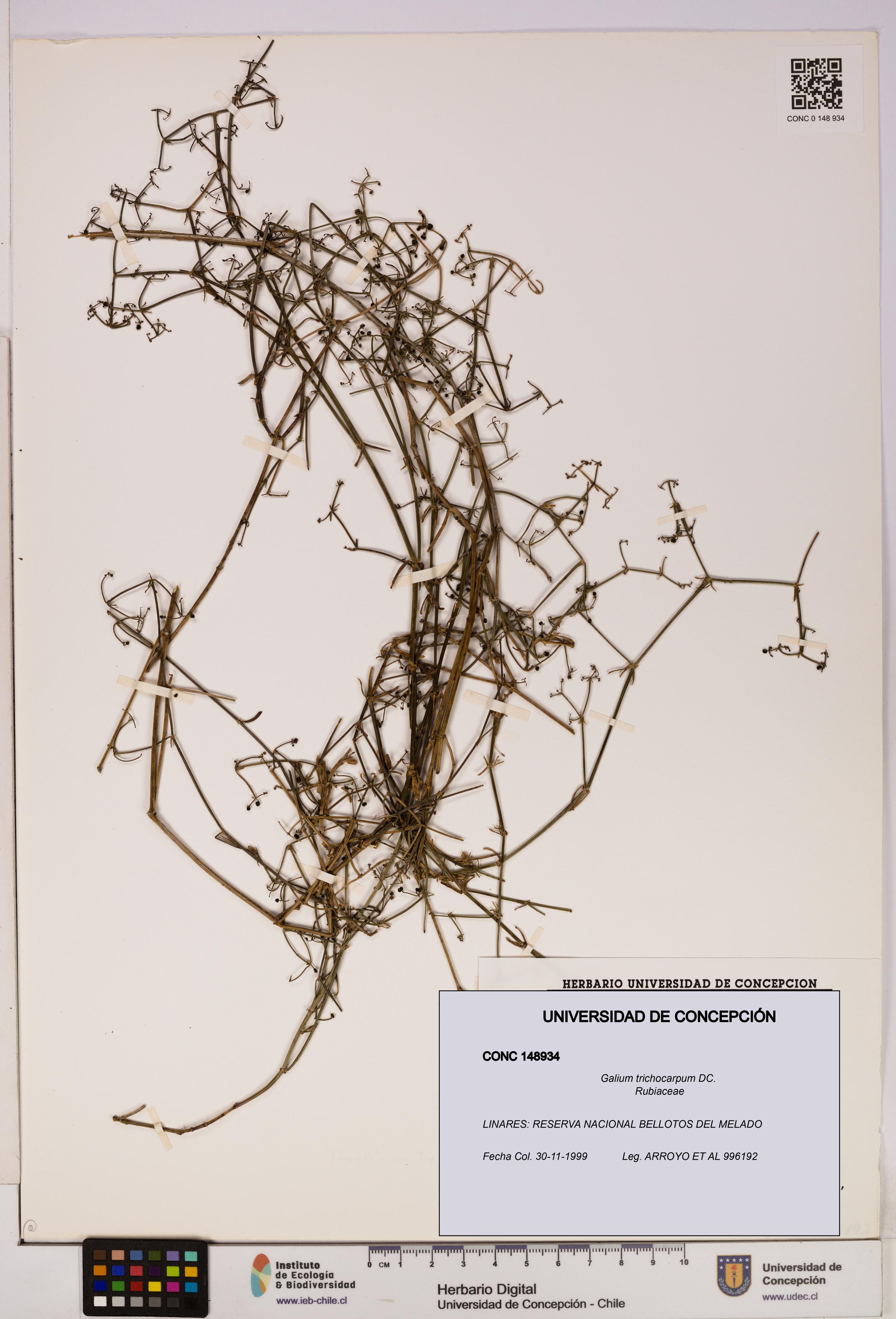 Galium trichocarpum [Espécimen: UDEC:CONC:0148934]
