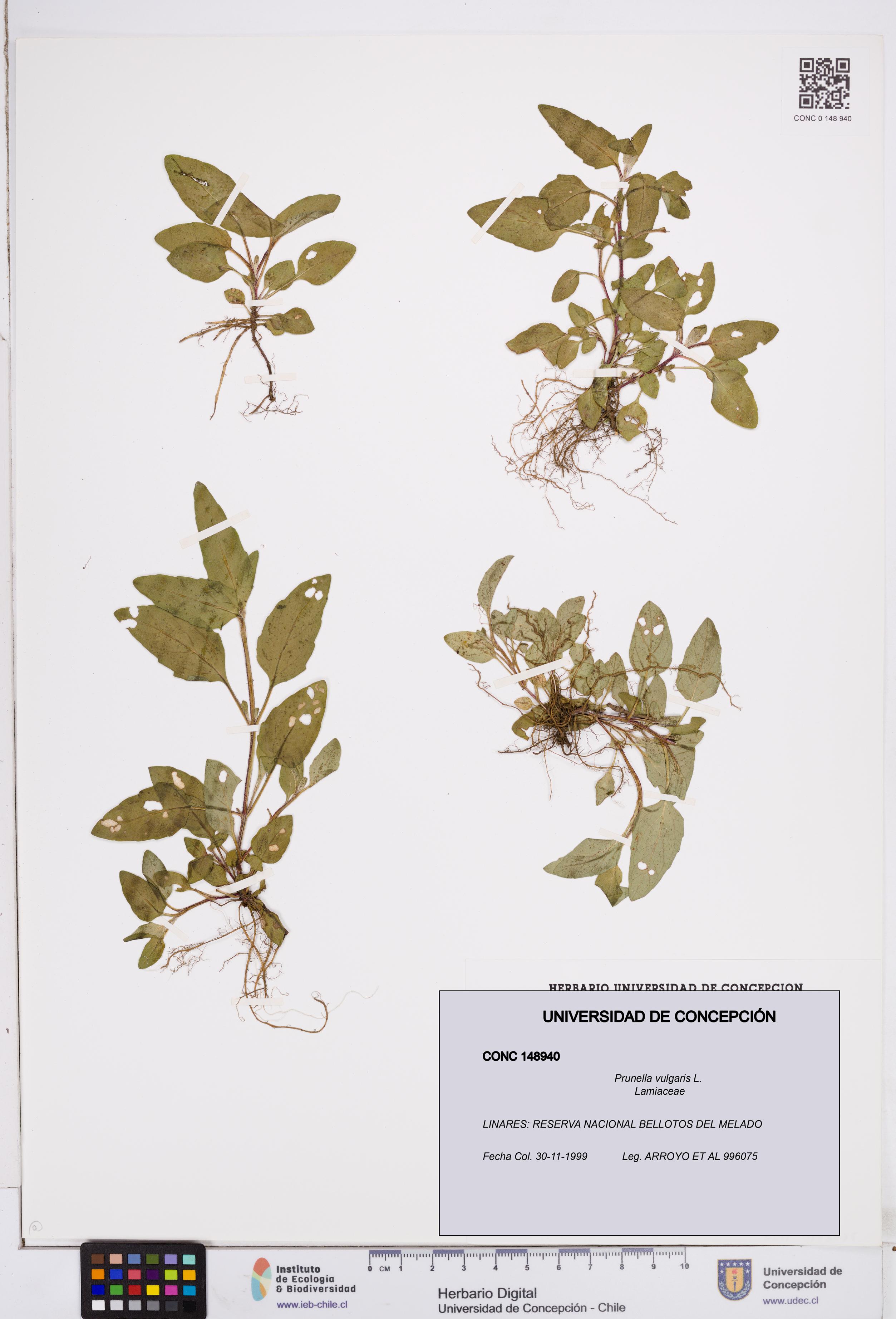 Prunella vulgaris [Espécimen: ]