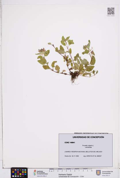 Prunella vulgaris [Espécimen: ]