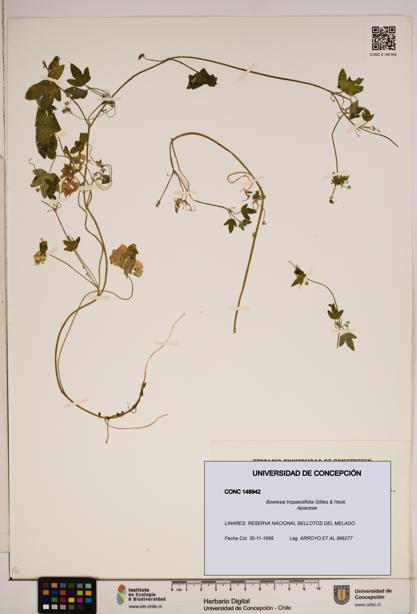 Bowlesia tropaeolifolia [Espécimen: ]