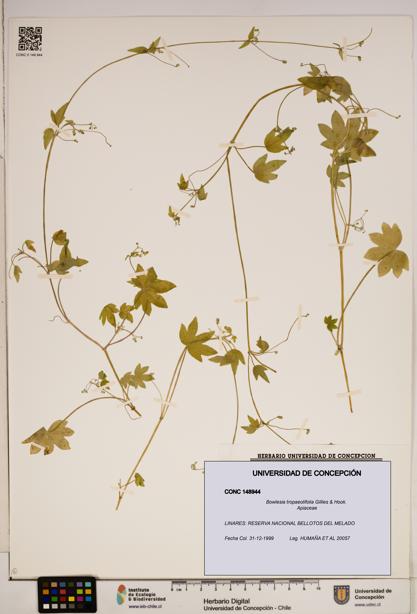 Bowlesia tropaeolifolia [Espécimen: ]