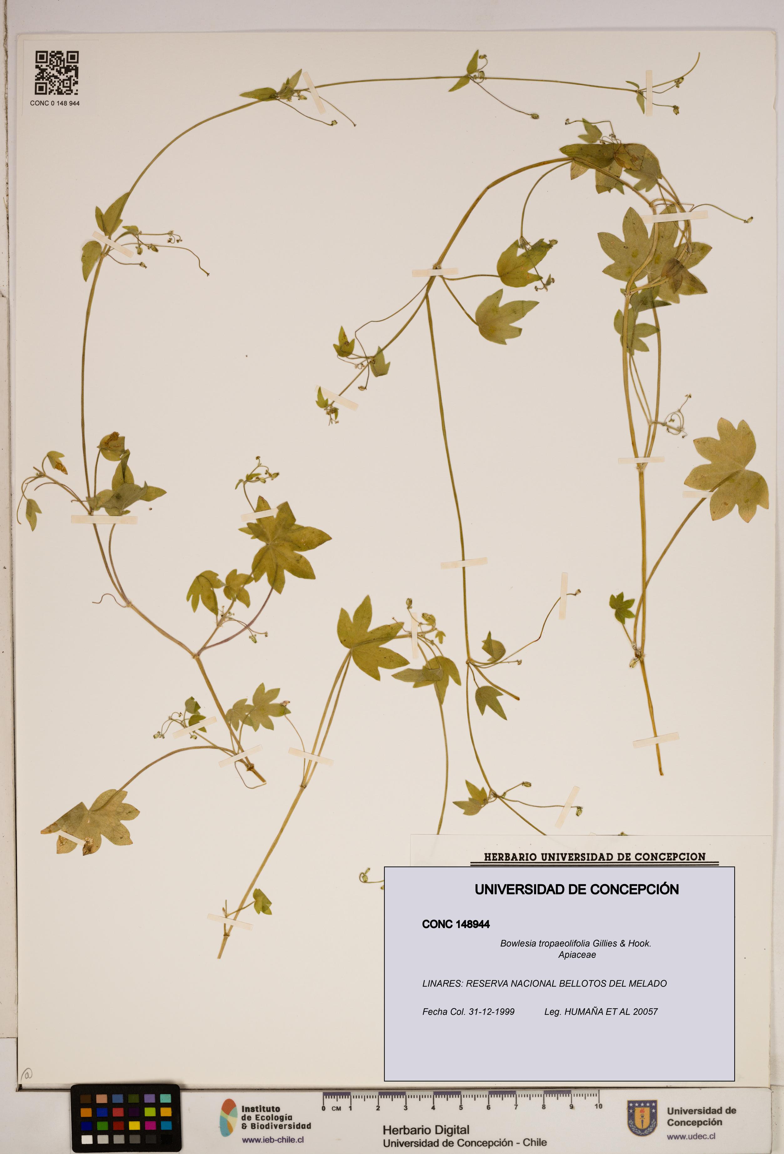 Bowlesia tropaeolifolia [Espécimen: ]