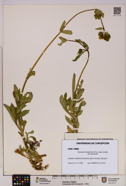 Calceolaria dentata subsp. dentata [Espécimen: UDEC:CONC:0148950]