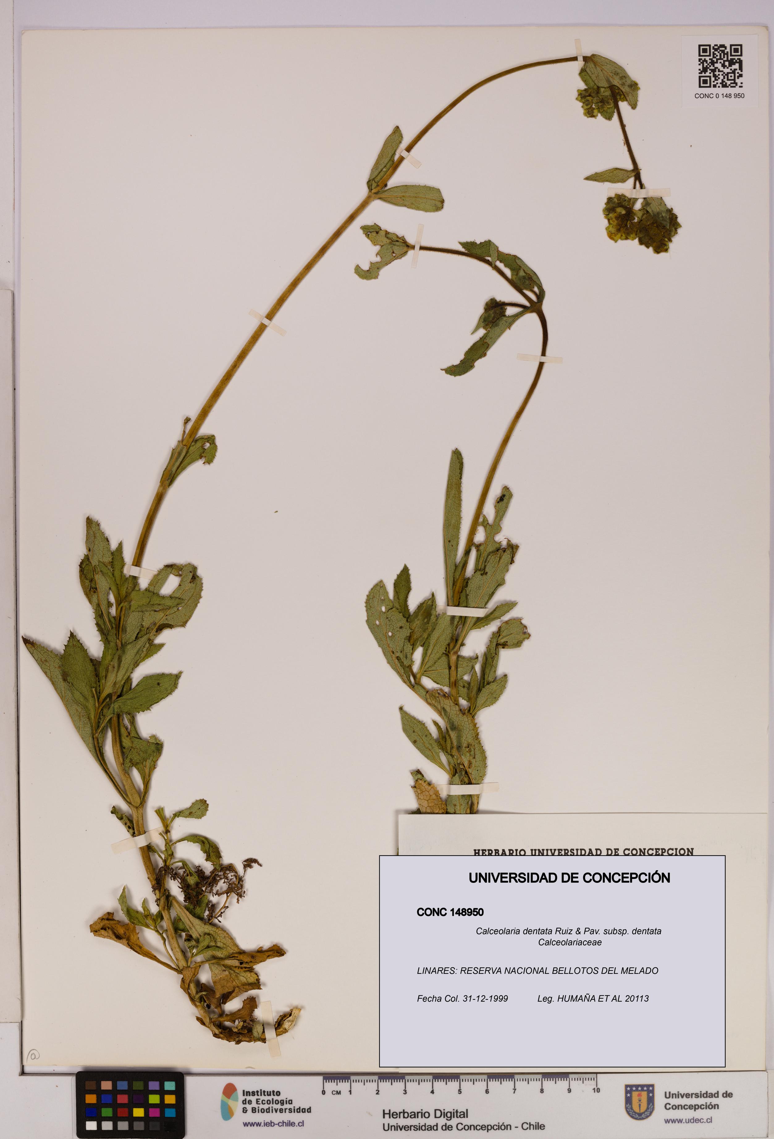 Calceolaria dentata subsp. dentata [Espécimen: UDEC:CONC:0148950]