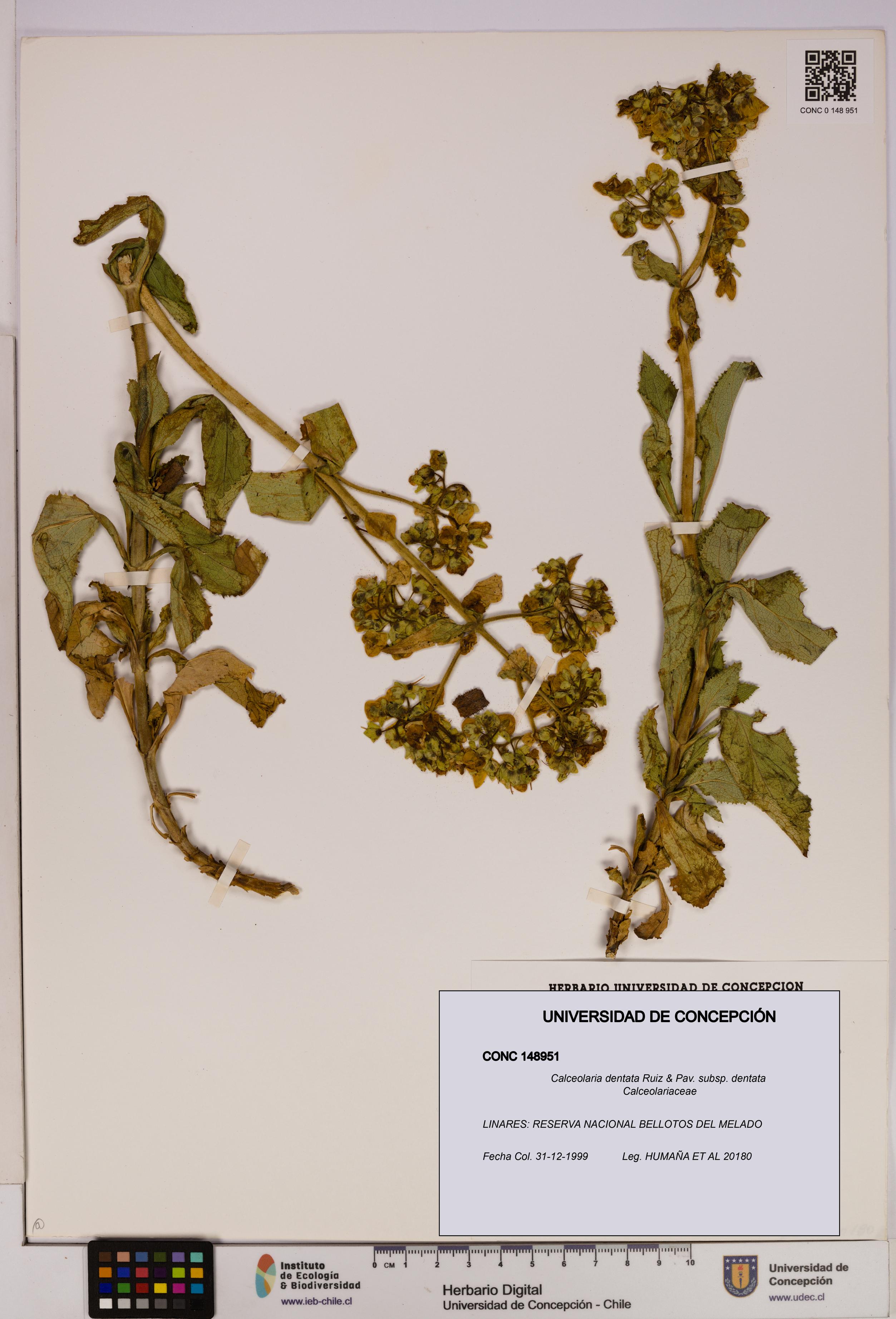 Calceolaria dentata subsp. dentata [Espécimen: UDEC:CONC:0148951]