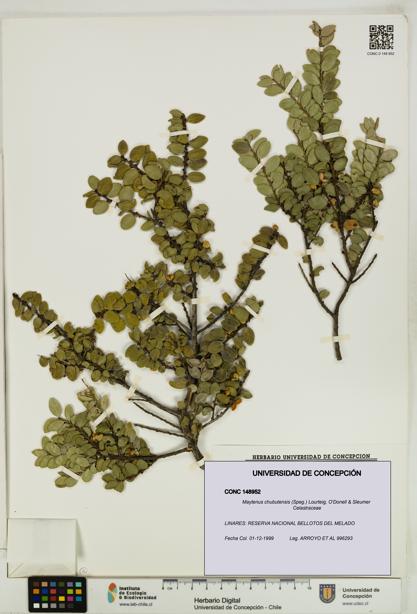 Maytenus chubutensis [Espécimen: UDEC:CONC:0148952]