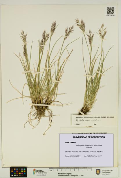 Rytidosperma violaceum [Espécimen: UDEC:CONC:0148953]