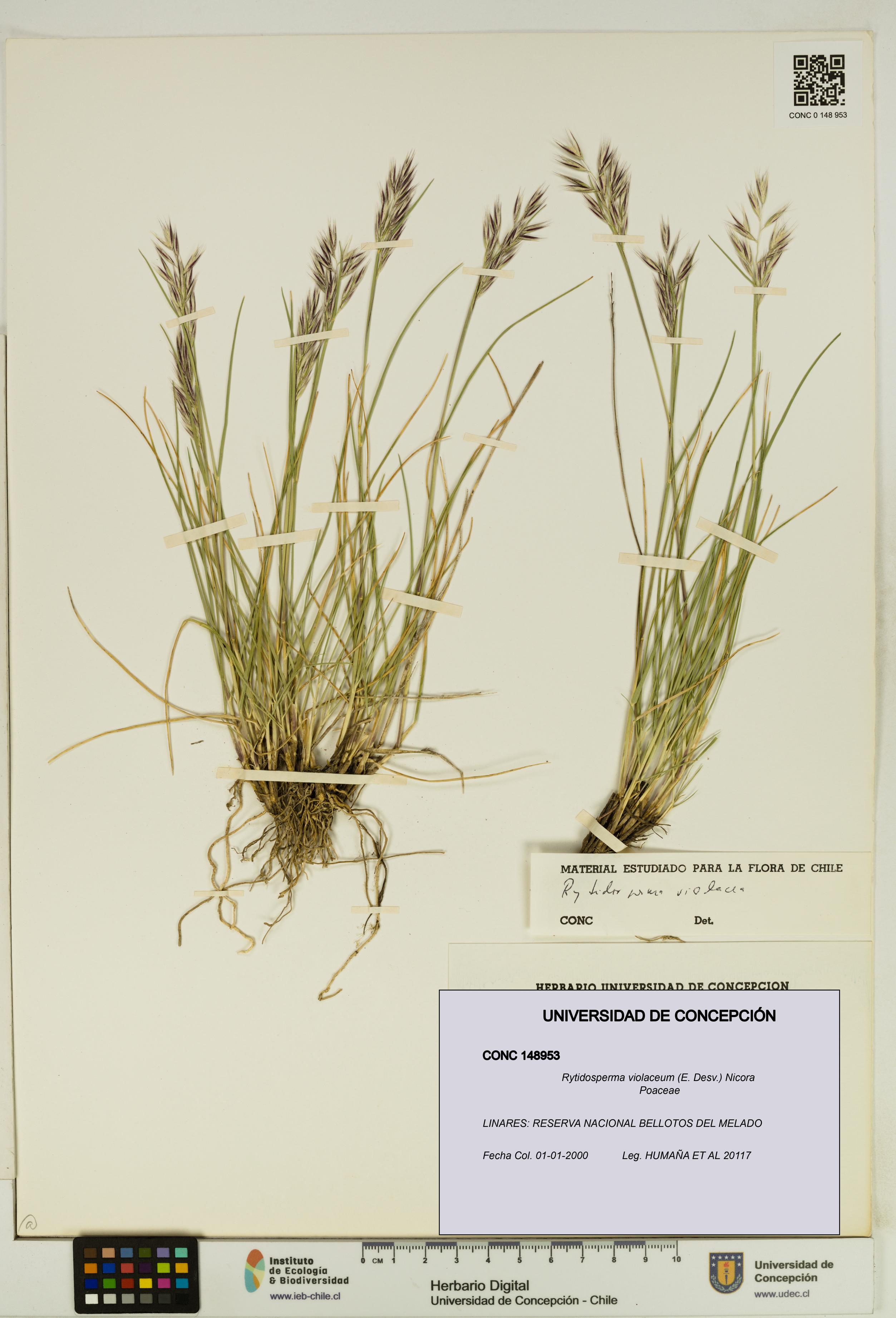 Rytidosperma violaceum [Espécimen: UDEC:CONC:0148953]