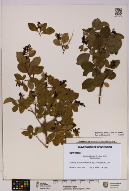 Escallonia illinita [Espécimen: UDEC:CONC:0148955]