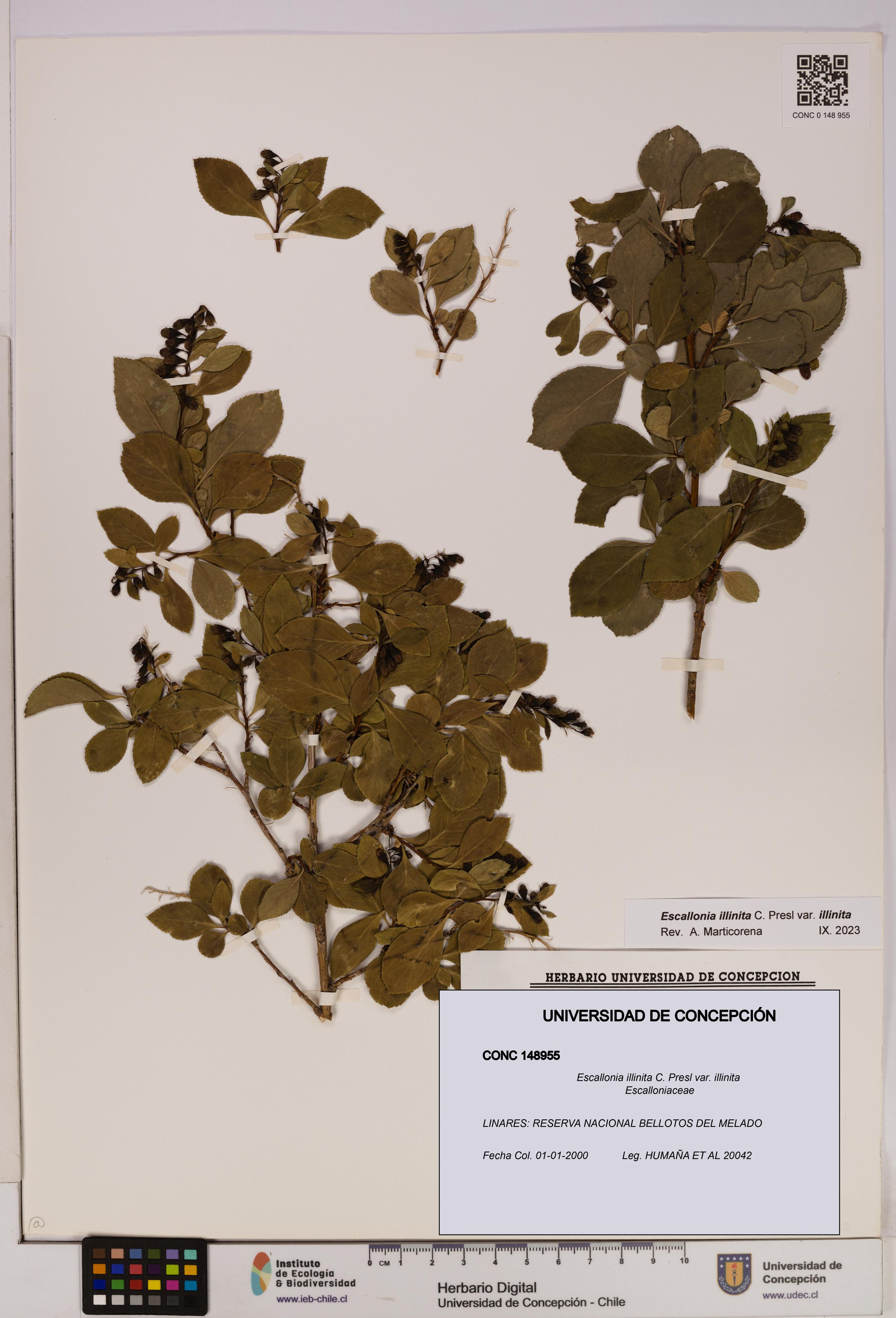 Escallonia illinita [Espécimen: UDEC:CONC:0148955]