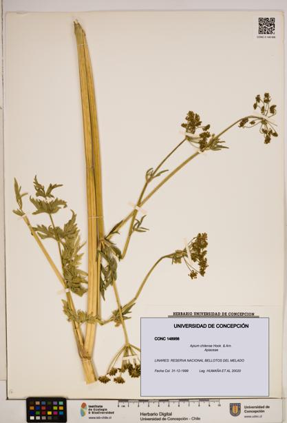 Apium chilense [Espécimen: ]