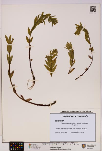 Epilobium australe [Espécimen: UDEC:CONC:0148957]