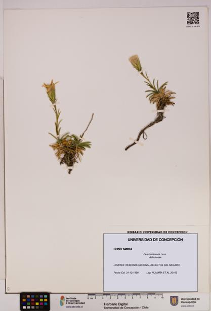 Perezia linearis [Espécimen: UDEC:CONC:0148974]