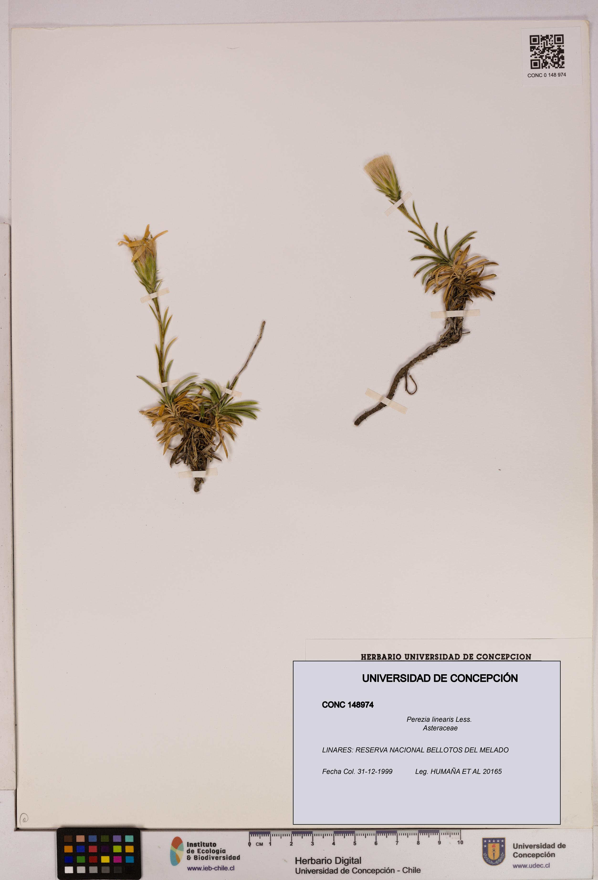 Perezia linearis [Espécimen: UDEC:CONC:0148974]