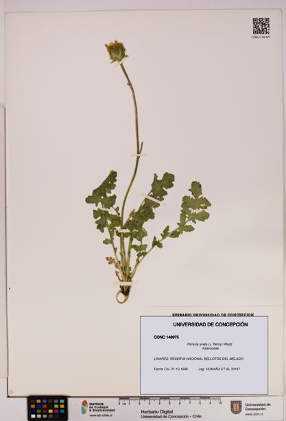 Perezia lyrata [Espécimen: UDEC:CONC:0148975]