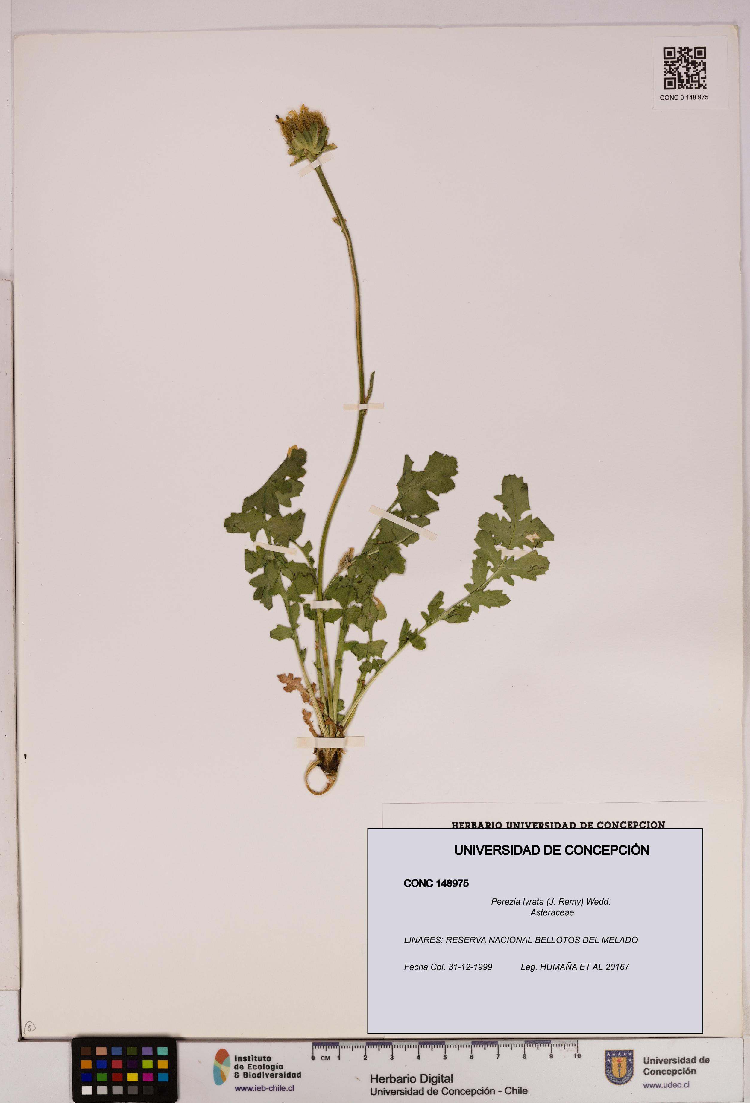 Perezia lyrata [Espécimen: UDEC:CONC:0148975]