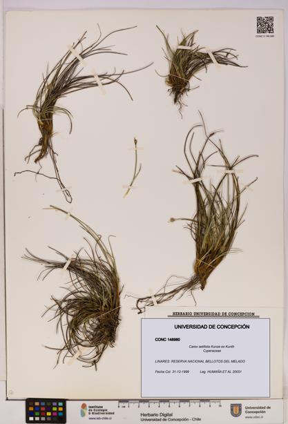 Carex setifolia [Espécimen: UDEC:CONC:0148980]