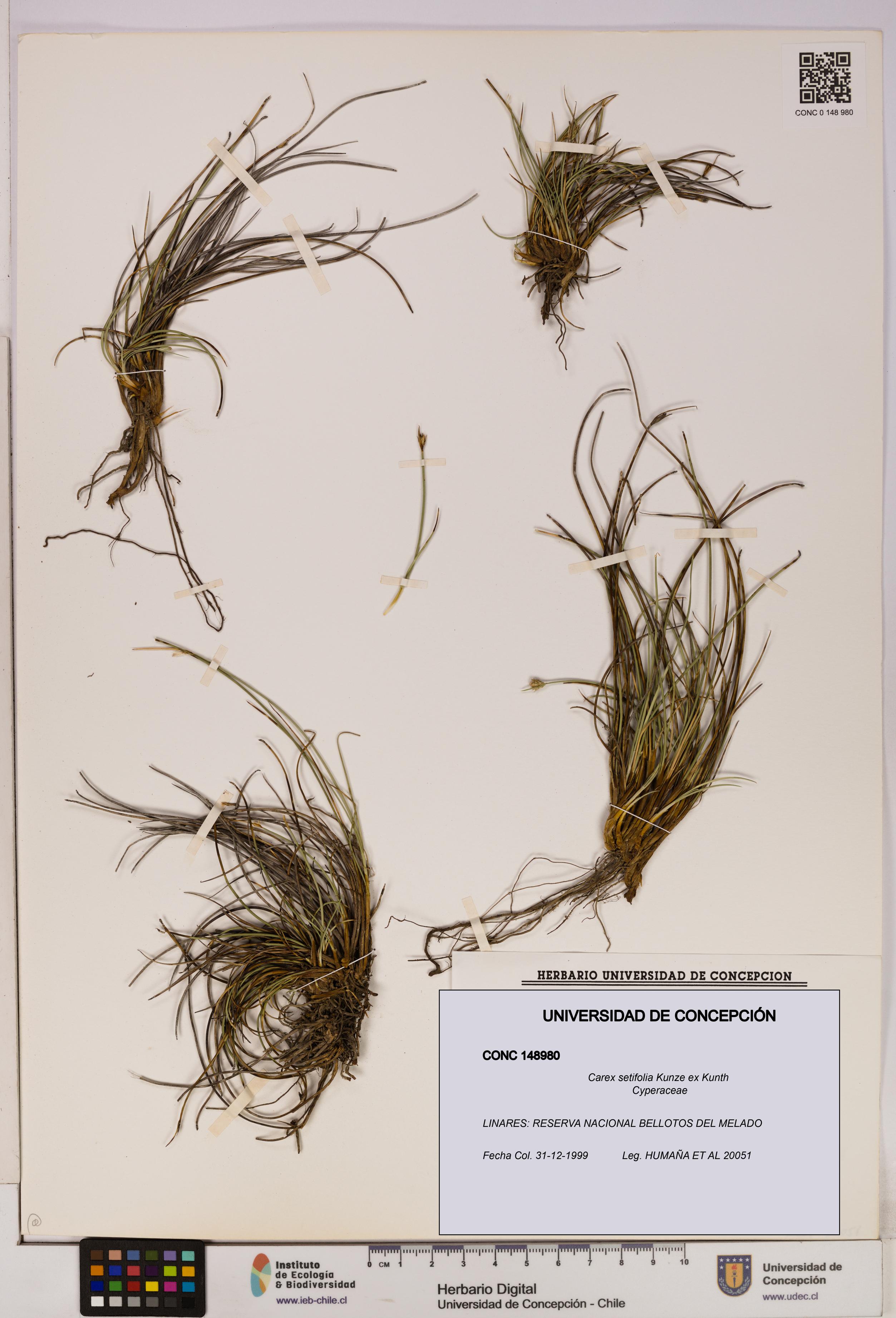 Carex setifolia [Espécimen: UDEC:CONC:0148980]