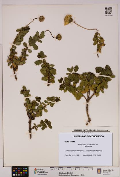 Haplopappus paucidentatus [Espécimen: UDEC:CONC:0148981]