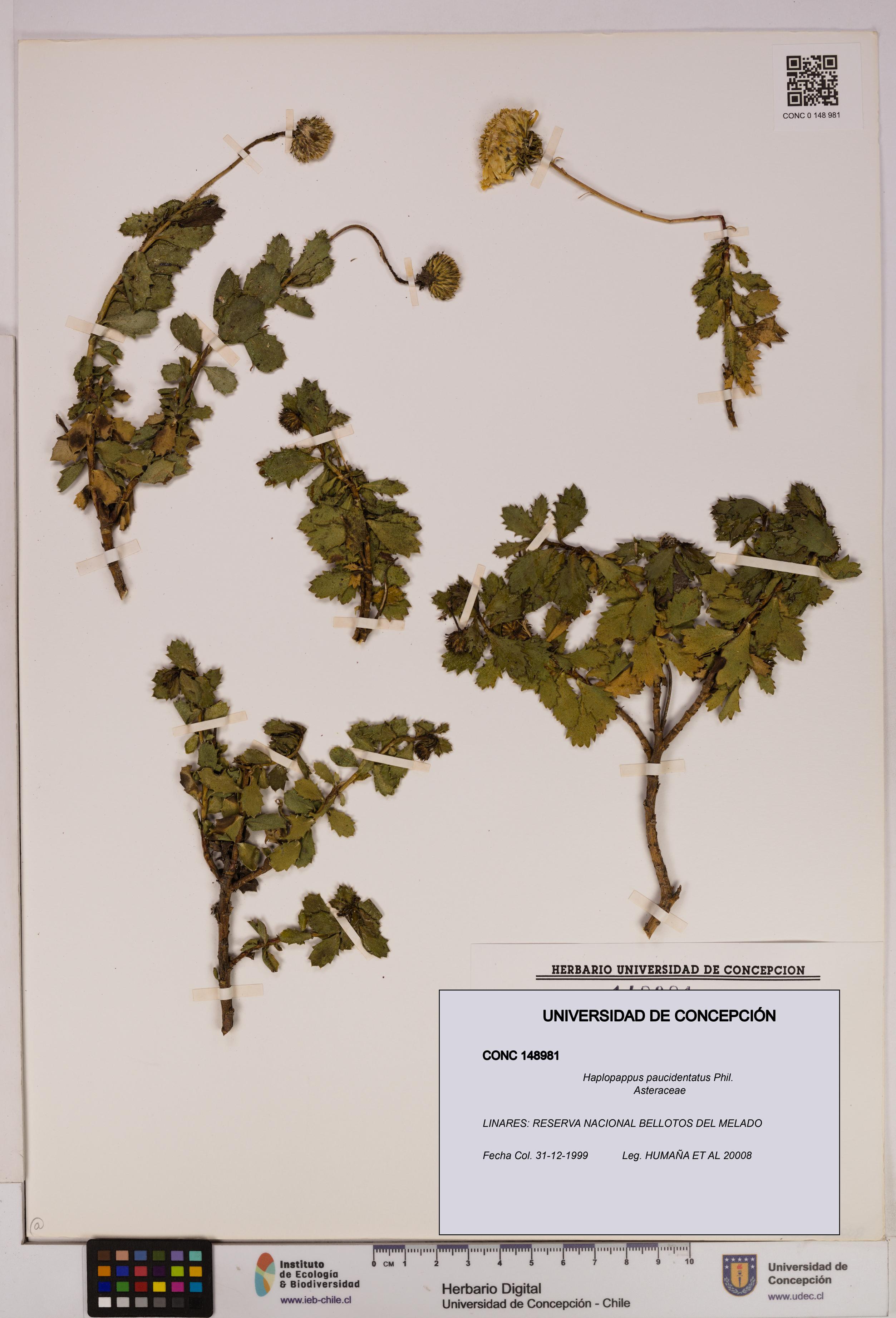 Haplopappus paucidentatus [Espécimen: UDEC:CONC:0148981]