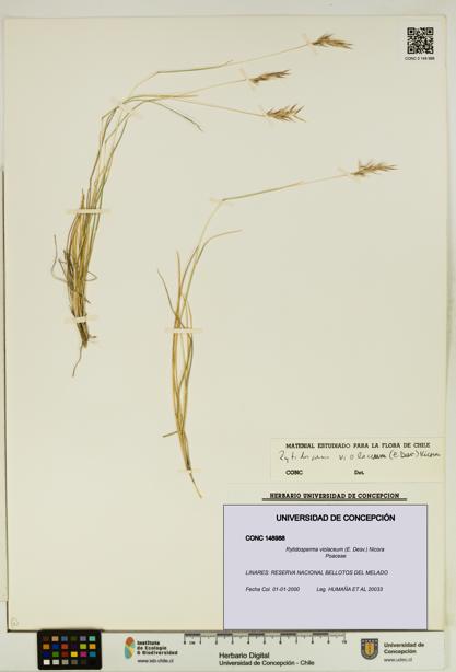Rytidosperma violaceum [Espécimen: UDEC:CONC:0148988]