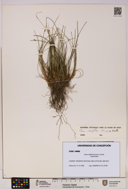 Carex setifolia [Espécimen: UDEC:CONC:0148992]