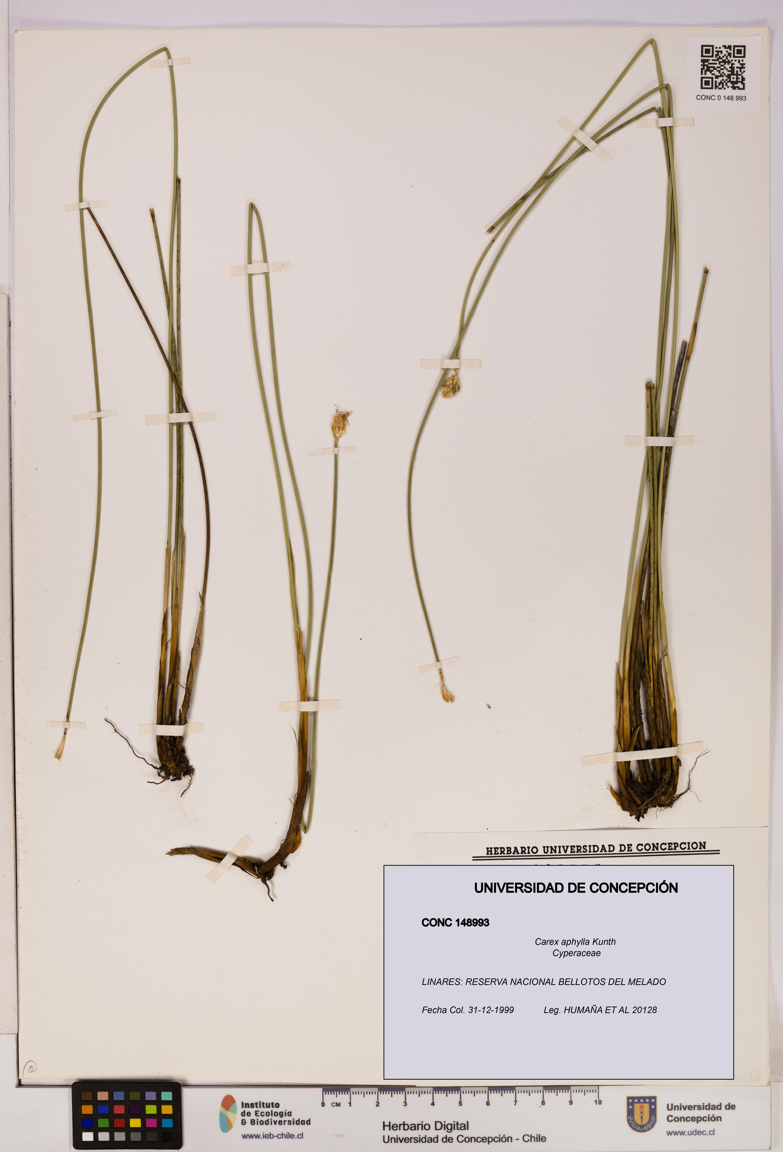 Carex aphylla [Espécimen: UDEC:CONC:0148993]