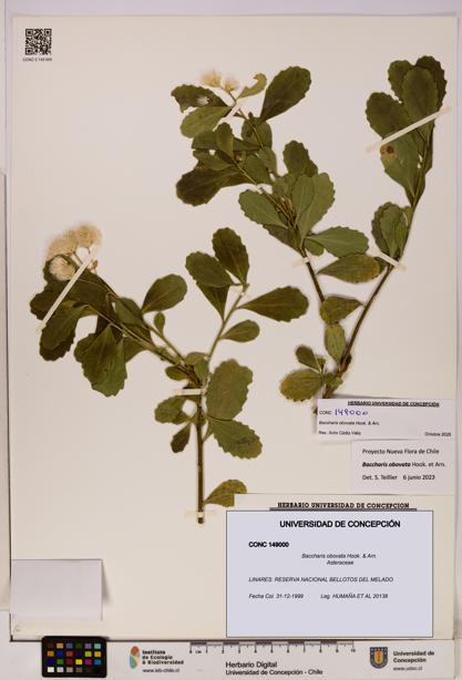 Baccharis obovata [Espécimen: UDEC:CONC:0149000]