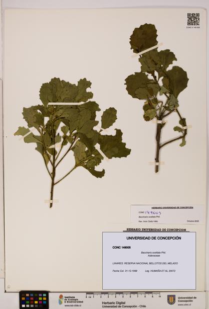 Baccharis ocellata [Espécimen: UDEC:CONC:0149005]